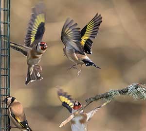 Fight at the Feeder by Janet Brown LRPS