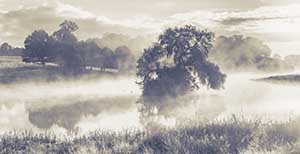 Mist on the Pond by Daisy Kane
