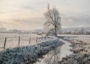 Frosty Bramber Tree by Martin Tomes