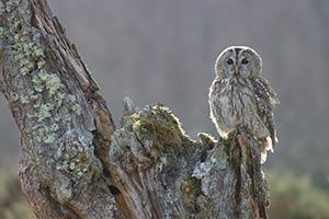 "Tawny Owl" by Derek Grieve