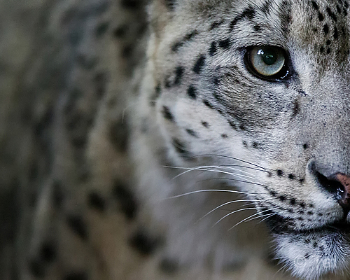 Big Cat