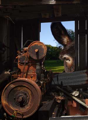 Old engine shed with a donkey looking through the window