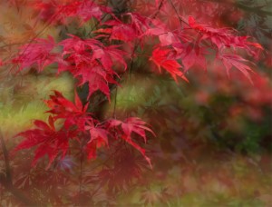 Autumn Reds by Daisy Kane