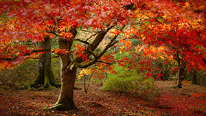 Autumn Reds by Martin Tomes