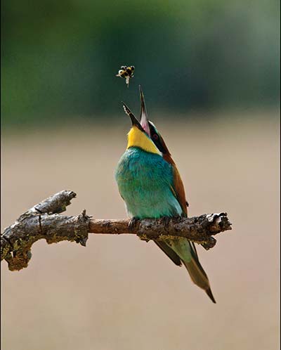 A Bee eater bird tossing a bee