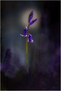 Bluebell in Moonlight by John Gauvin