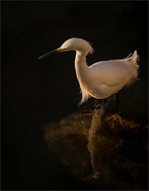 Heron Fishing at Sunset by David Seddon