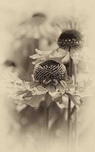 A sepia image of Rudbeckia flowers