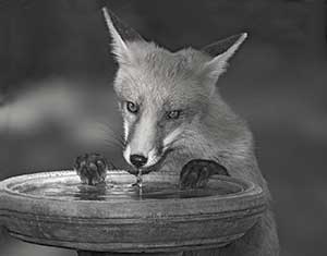 A fox drinking water from a birdbath