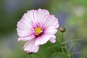 Cosmos flowers