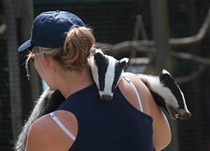 Izzy with badger cubs