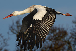 Stork by Kevin Harwood