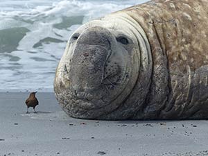 Small bird with an elephant seal