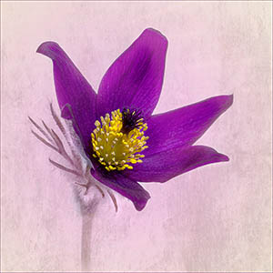 Pasque Flower by Liz Barber LRPS