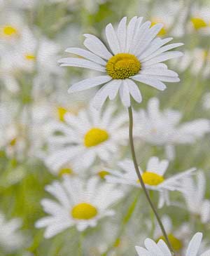 Daisies 