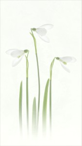Snowdrops by Liz Barber LRPS