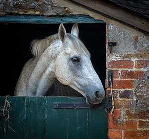 Stabled Horse by David Seddon