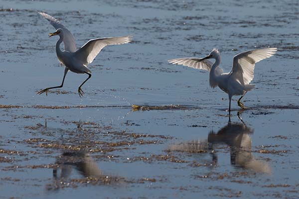 "The Breakfast Chase" by Kevin Harwood