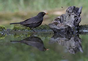 A blackbird with a wasp