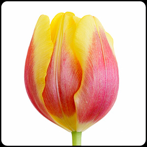 Tulip