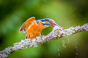 Kingfisher eating a fish