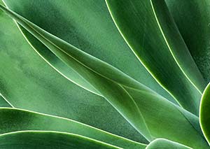 Agave leaves in close up