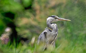 A Heron