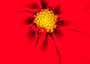 A close up of a yellow centre of a flower surrounded by red petals