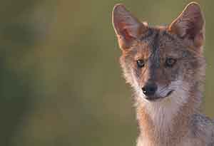 Young Jackal by Anne Nagle