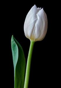 "Tulip" by John Gauvin