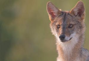Young Jackal by Anne Nagle