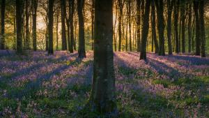 Blandford Forest Bluebells