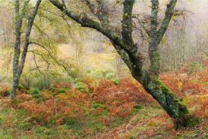 Autumn Vibes by Alex Swyer