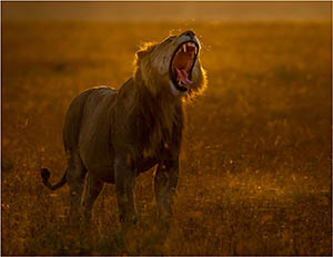 Backlit Lion by John Gauvin (Steyning)