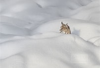 Rosemary Wilman Bobcat