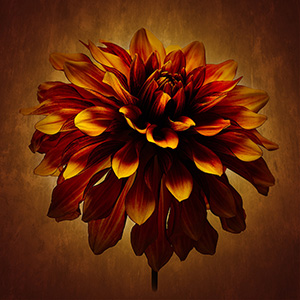 Bronze Dahlia by Liz Barber LRPS