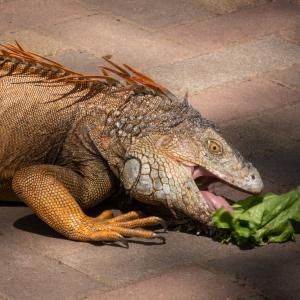 Green Iguana by Ruth Rusby