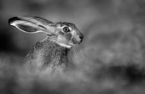 Hare Portrait by George Reekie