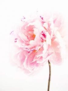 "Peony" by Anne Nagle