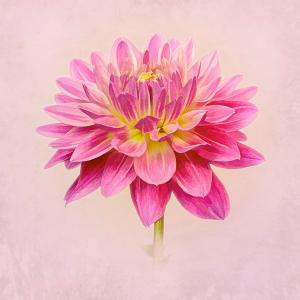 Pink Dahlia by Liz Barber LRPS