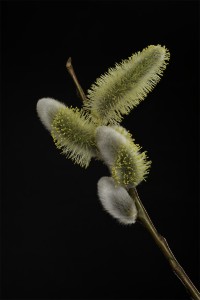 Pollen buds by David Perks ABIPP