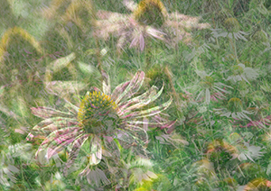 Prairie composite by Daisy Kane