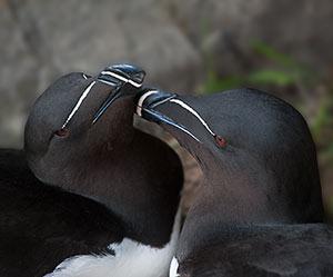 "Razorbill Pair" by Anne Nagle