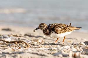 Ruddy Turnstone Snacktime by Kevin Harwood