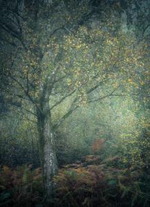 Savernake Forest, Wiltshire copyright Paul Mitchell FRPS