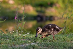 Searching for Grubs by Janet Brown LRPS