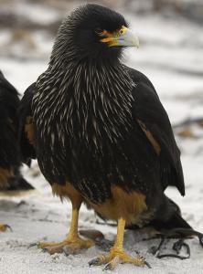 Striated Caracara