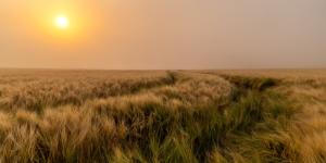 Summer Dawn by Alex Swyer