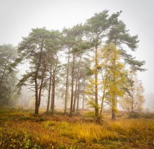 Thicket on Misty Morning by Dean Sephton