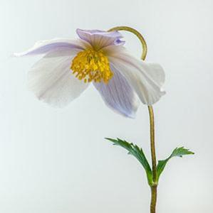 "Wild Swan Anemone" by Anne Nagle